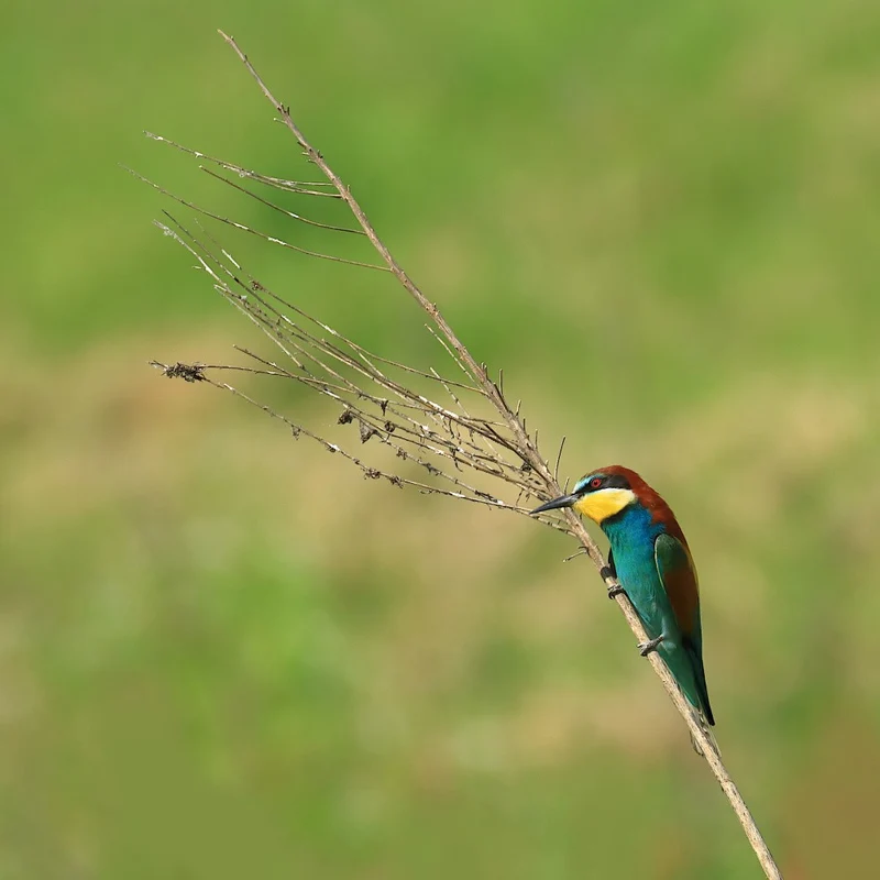 European bee-eater