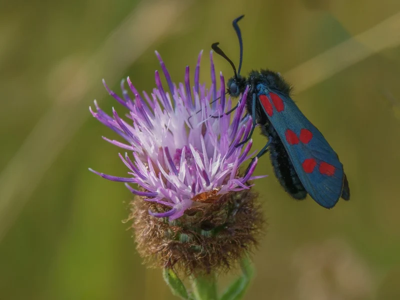 Six spot Burnett moth