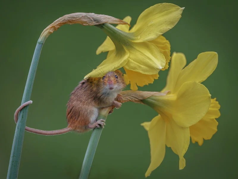 Harvest Mouse with Easter Bonnet