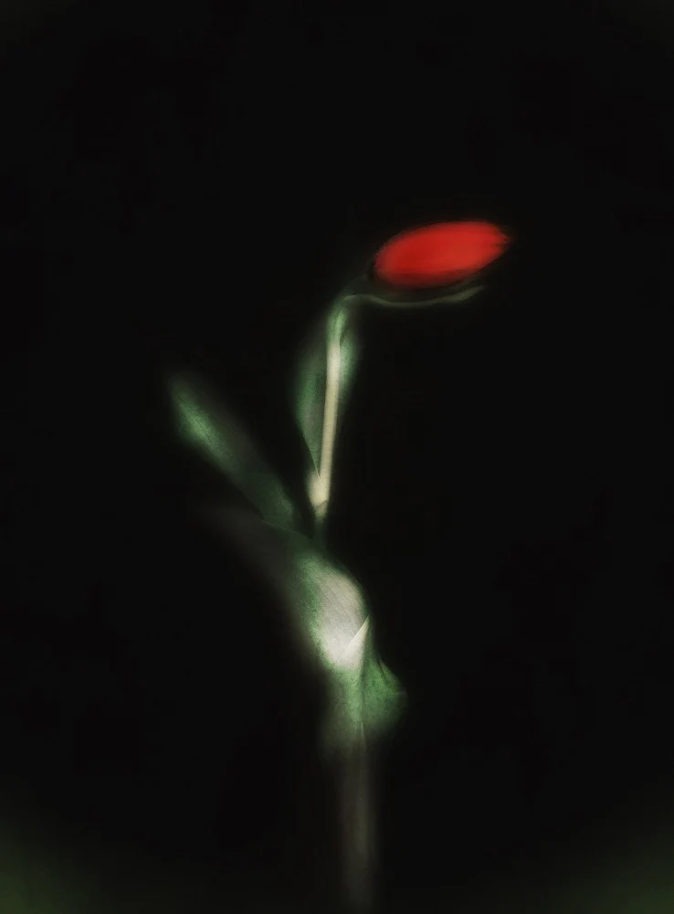 Tulip