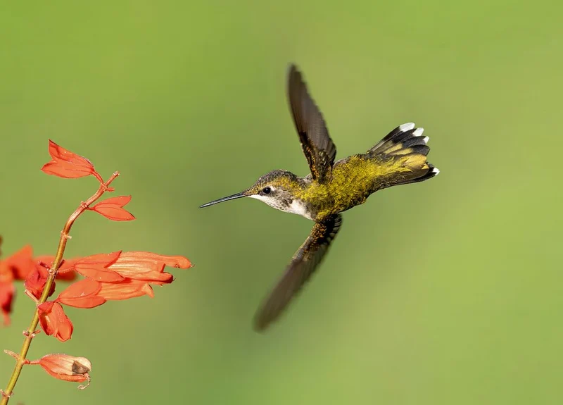 Flying Hummingbird Red Flower