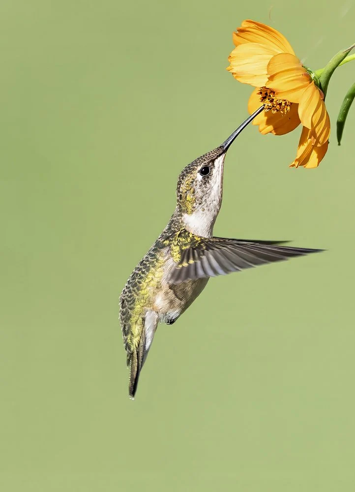 Hummingbird Nectar Sip