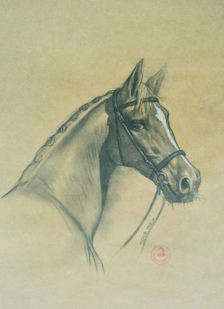 Noble Horse Portrait