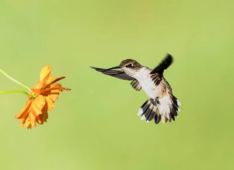 Hummingbird Flower Flight
