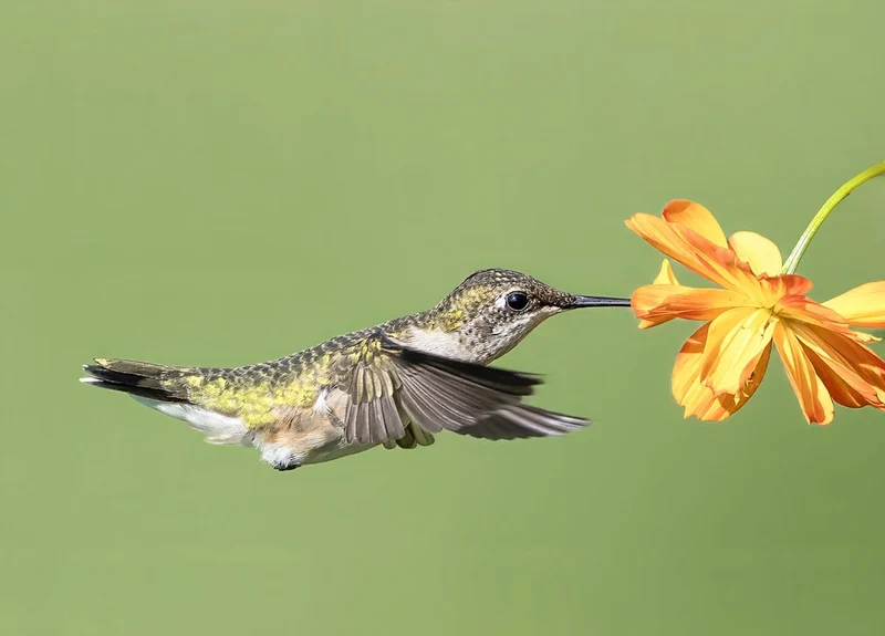 Hummingbird Nectaring Flower