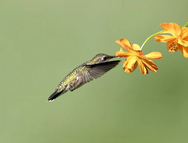 Hummingbird At Orange Flower
