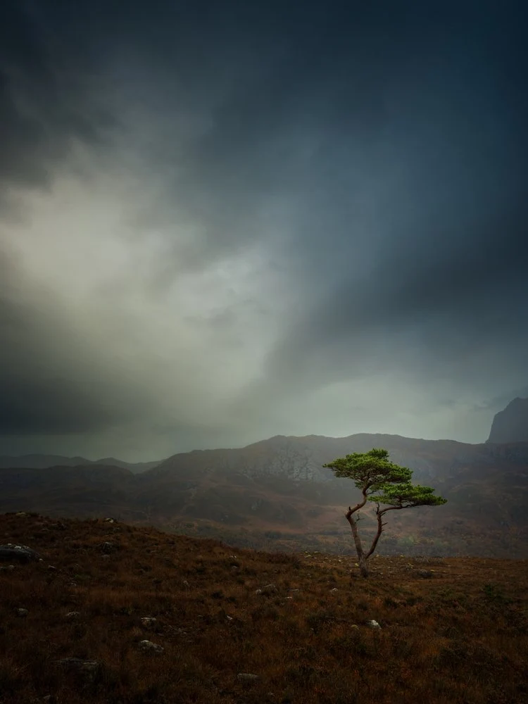 Solitary Highland Tree