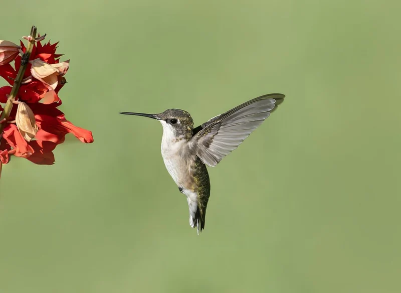 Graceful Hummingbird Flight