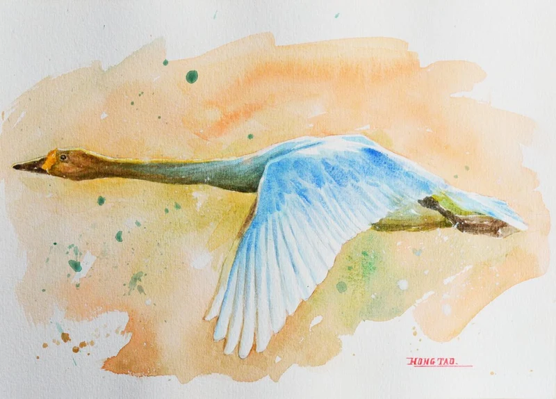 Graceful Swan Flight