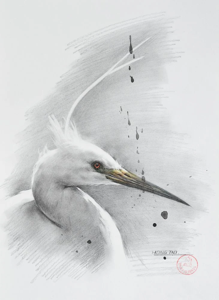Elegant Egret Drawing