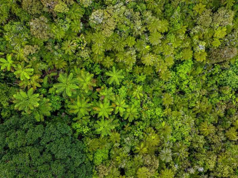 Lush Rainforest Aerial
