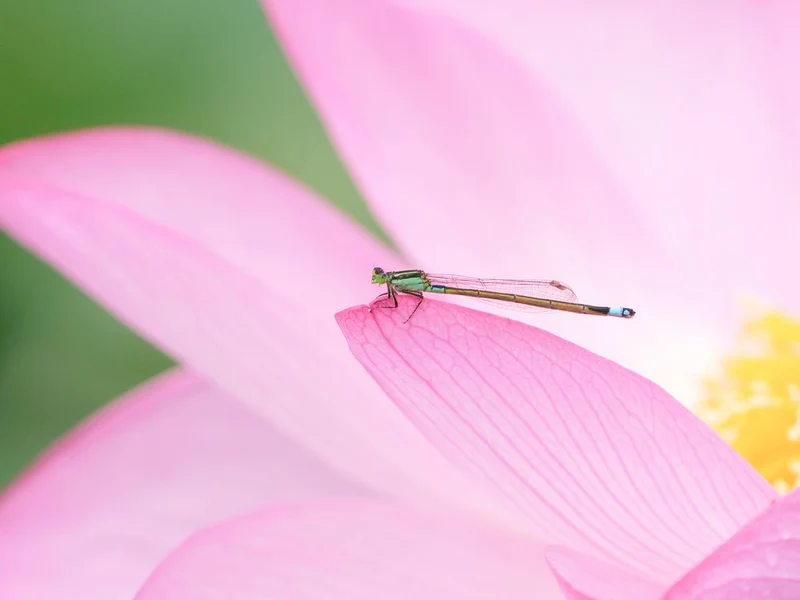 Damselfly on Pink Lotus