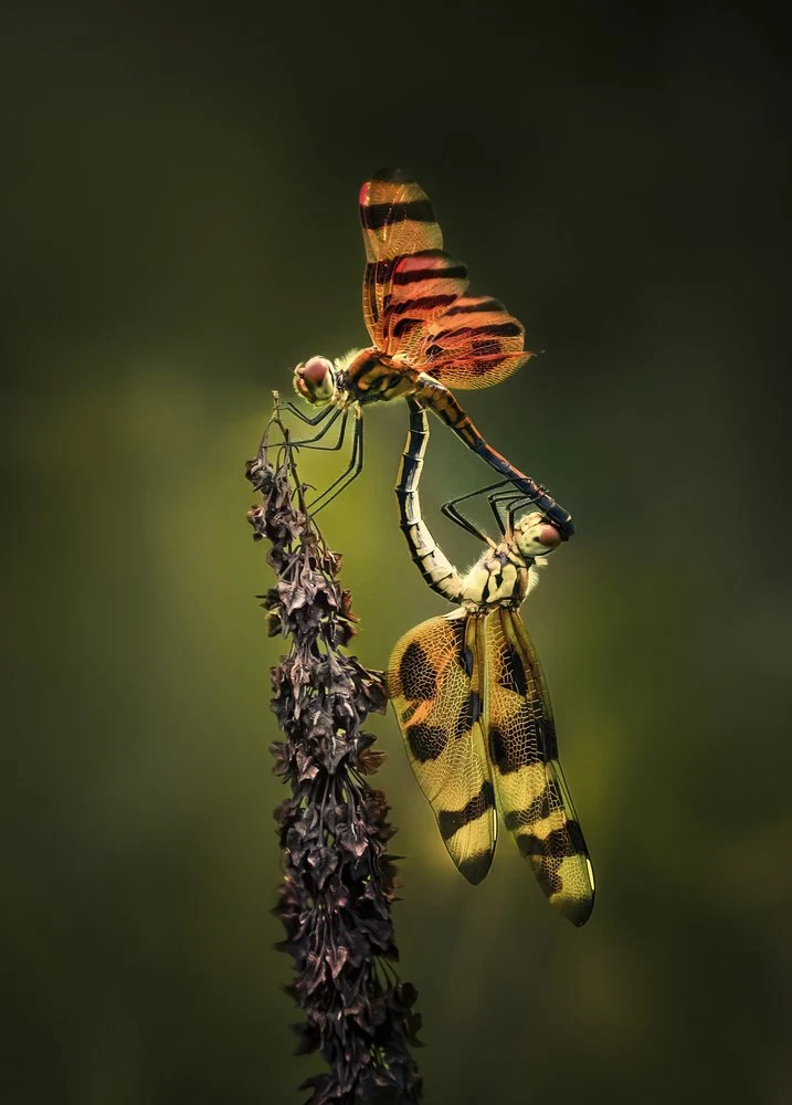 Summer Dragonfly Romance