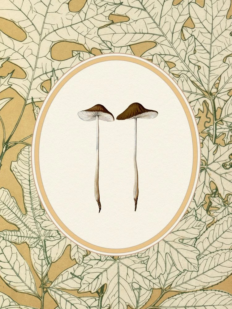 Delicate Woodland Mushrooms