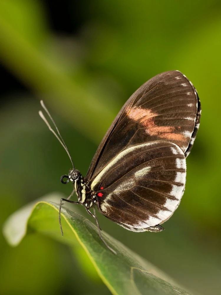 Vibrant Tropical Butterfly