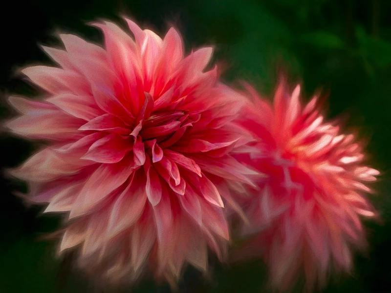 Vibrant Pink Dahlias