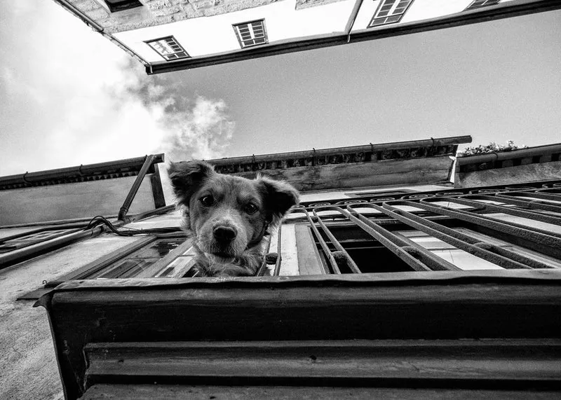 Curious Street Dog