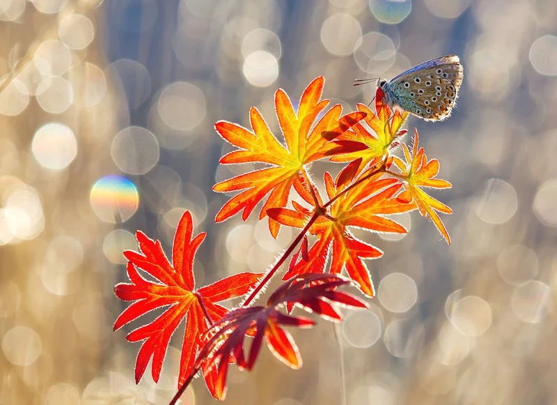 Delicate Butterfly Golden Light