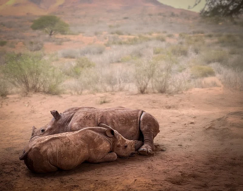 African Rhino Family