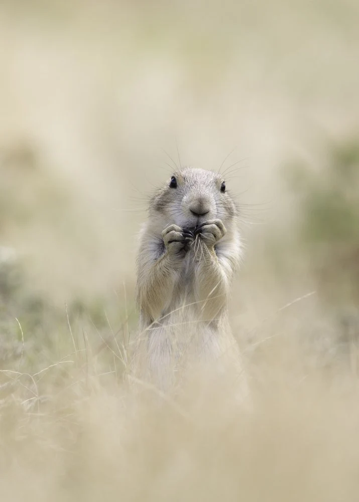 Cute Prairie Dog Eating