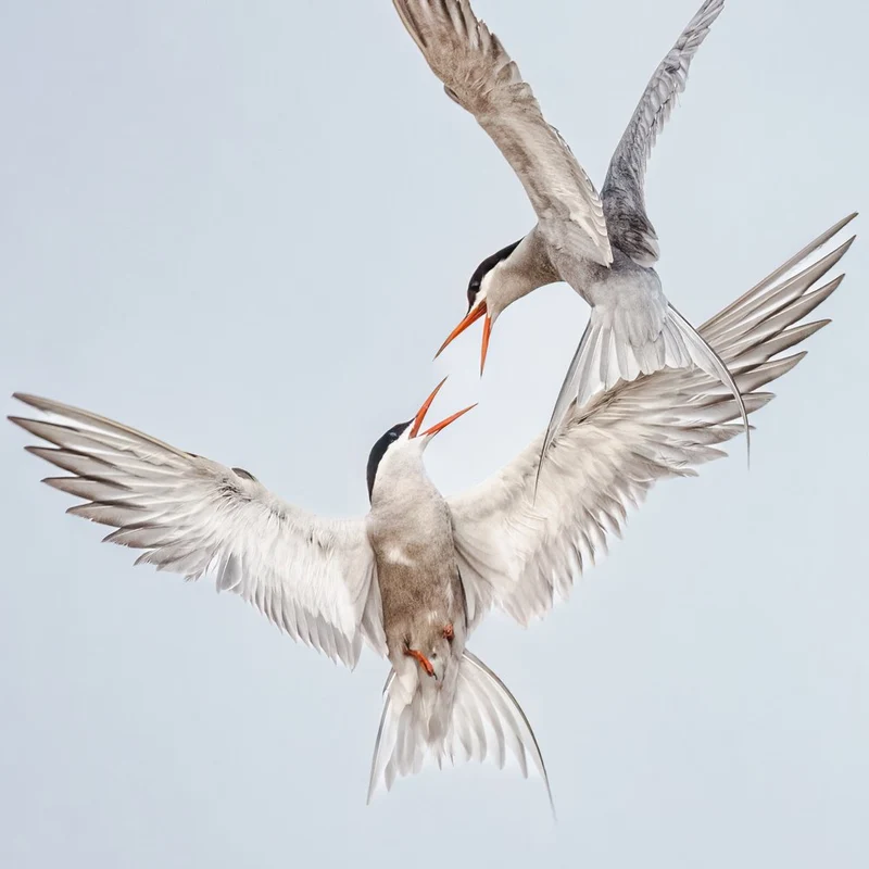 Flying Terns Battle