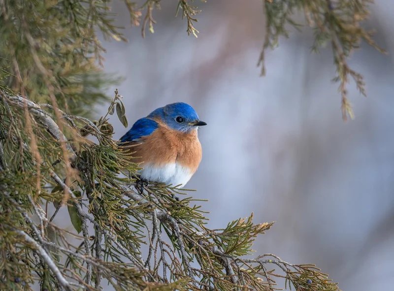 Vibrant Bluebird Perched