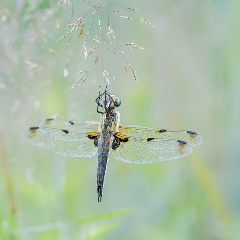 Delicate Dragonfly Rest