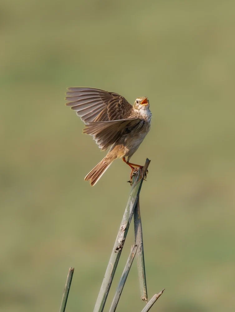 Singing Wild Bird