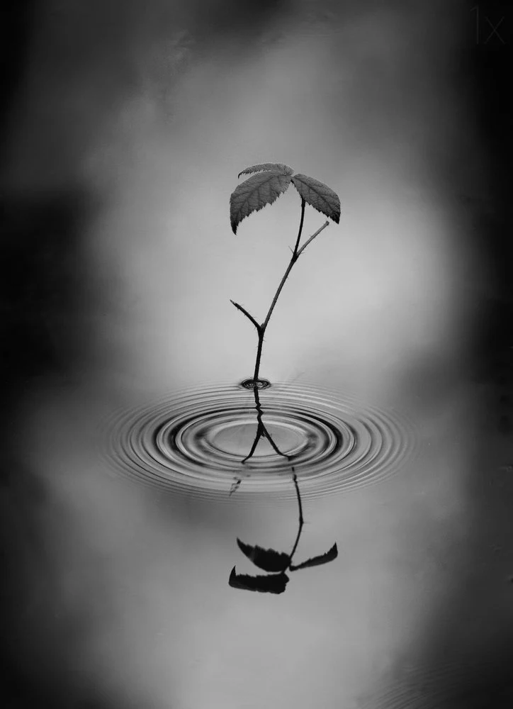 Serene Leaf Reflection