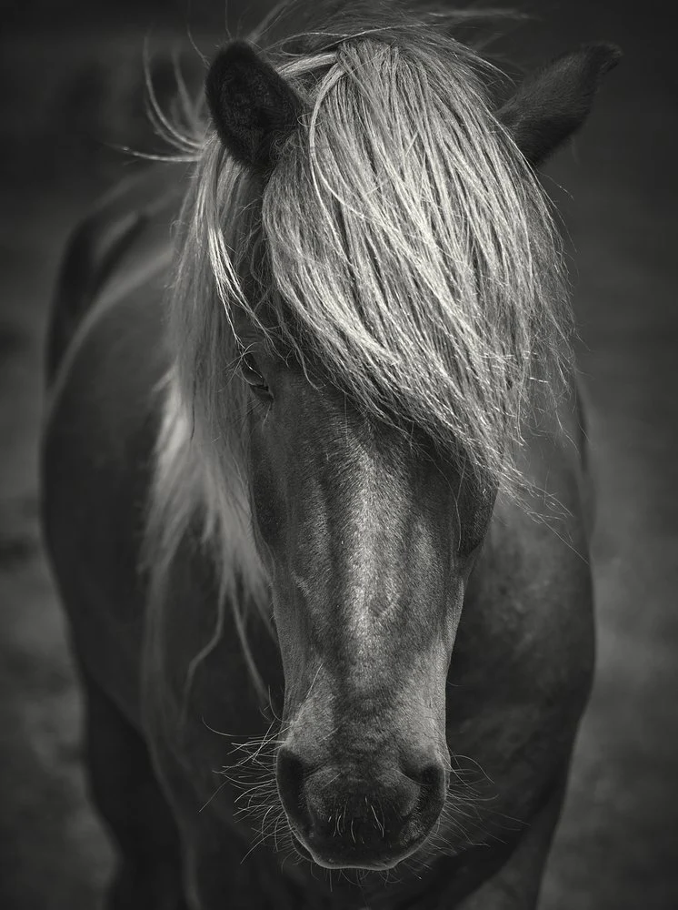 Moody Horse Portrait