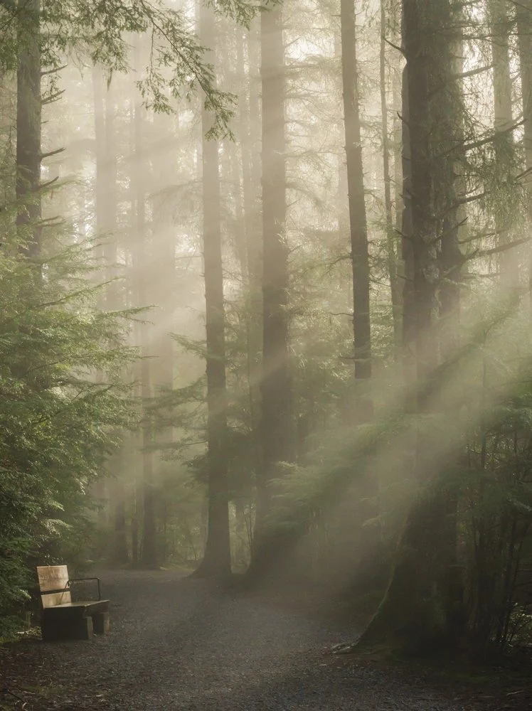 Misty Forest Sun Rays