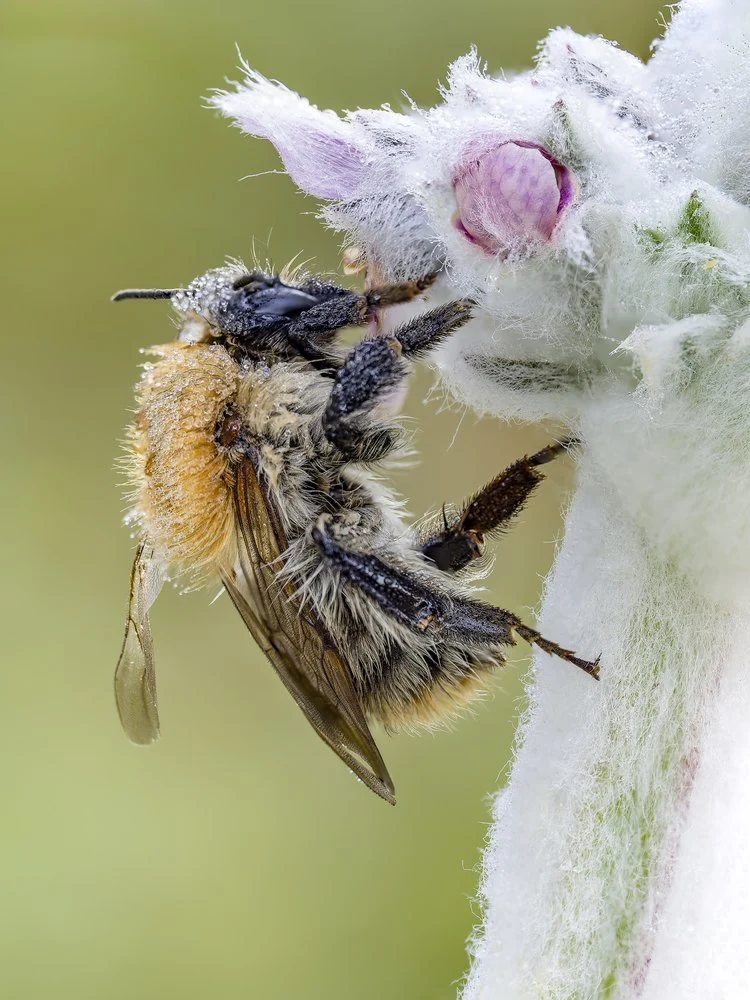 Fuzzy Bee on Bloom