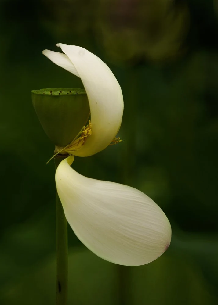 Serene Lotus Petals