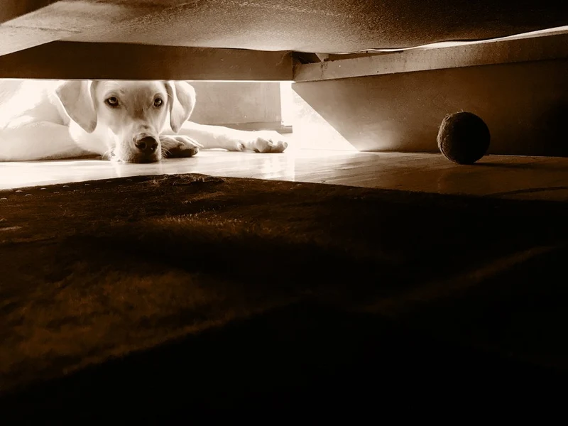 Curious Dog Under Couch