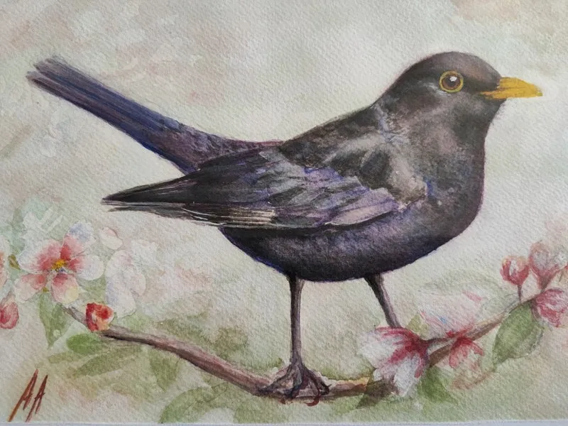 Black bird