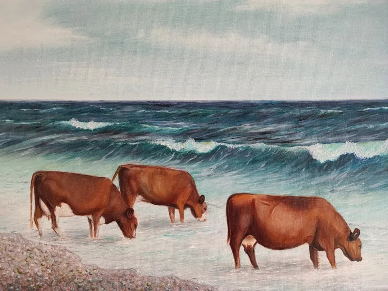 Cows of Österlen