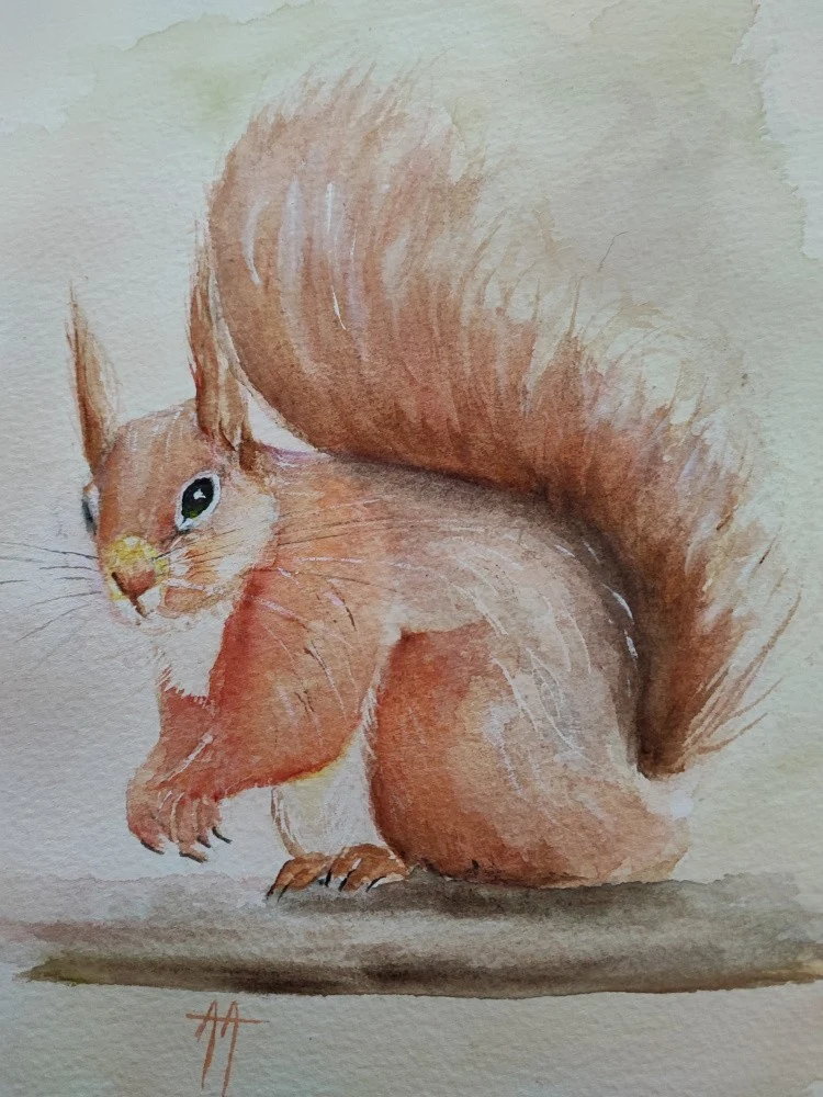 Red Squirrel