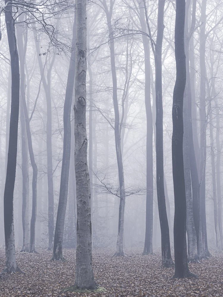 Ethereal Misty Forest