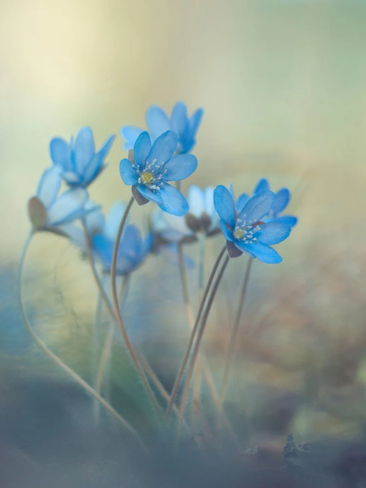 Dreamy Blue Flowers