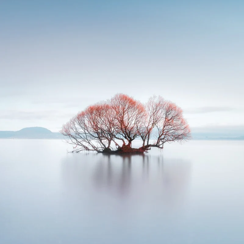 Red Tree Reflection