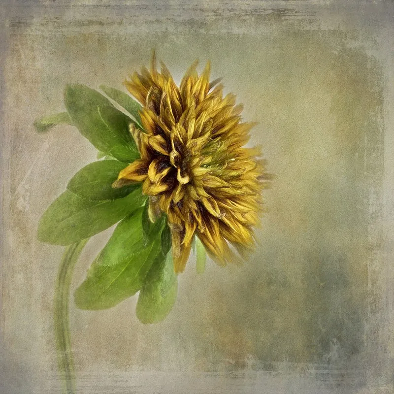 Soft Golden Bloom
