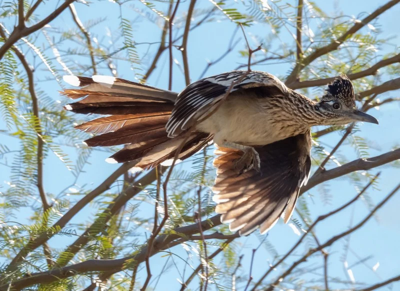 Roadrunner In Flight