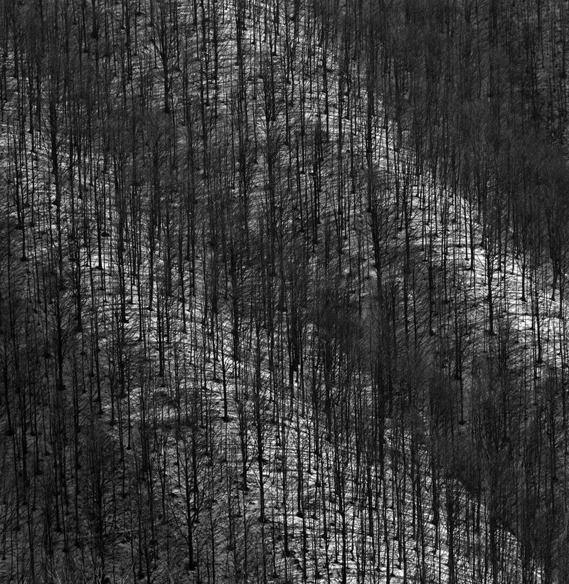 Winter Forest Pattern