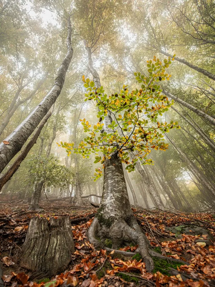 Misty Autumn Forest