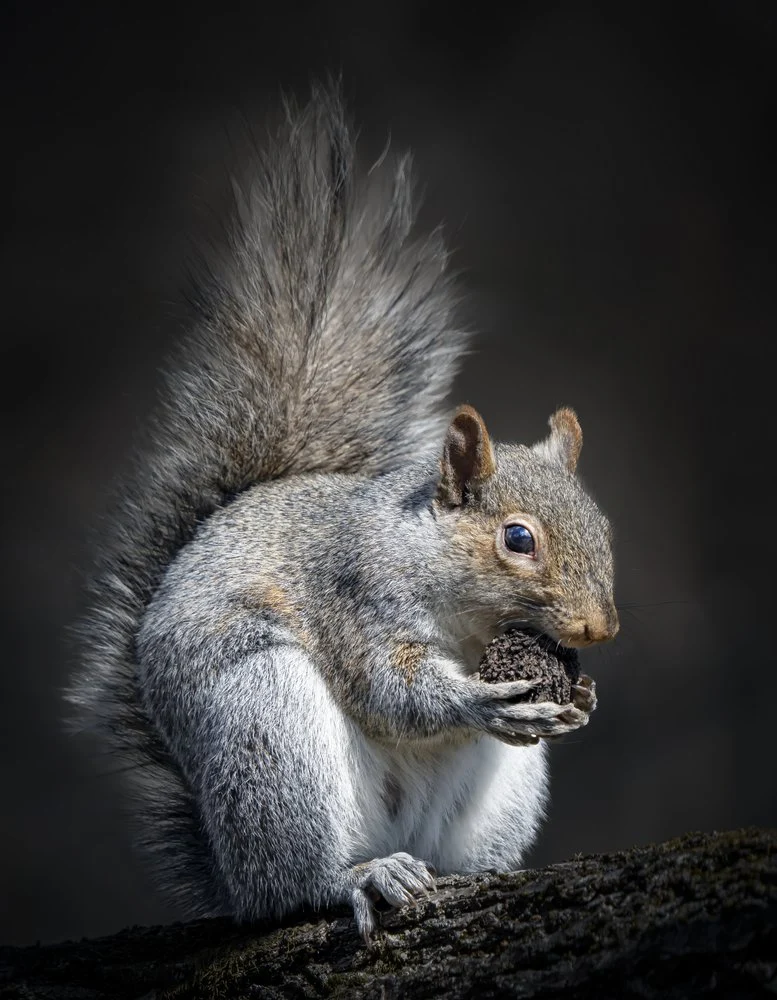 Grey Squirrel Enjoying Nut