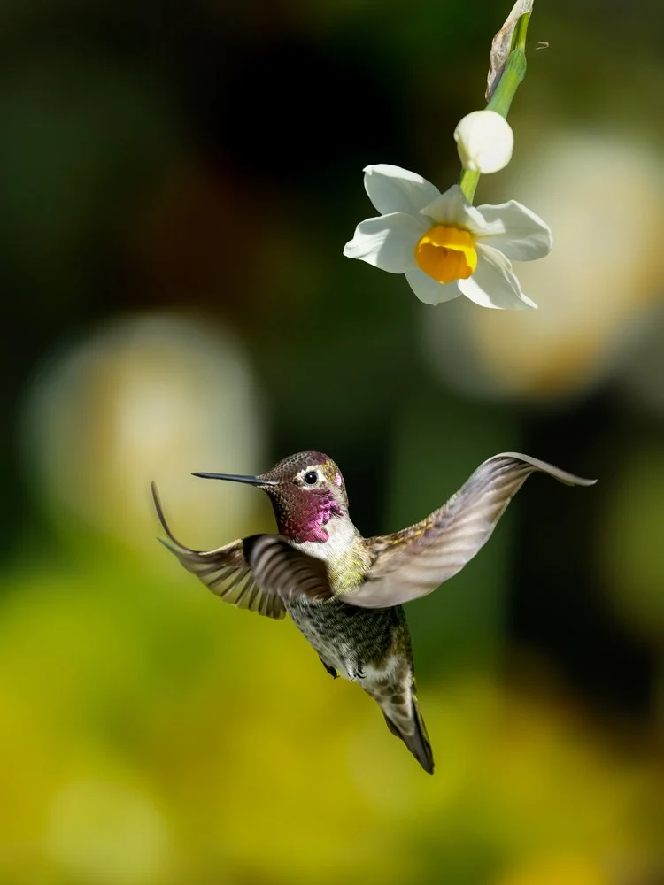 Flying Hummingbird Daffodil