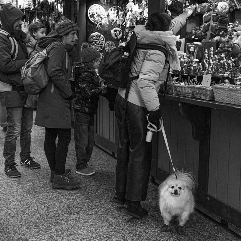Friendly Little Dog