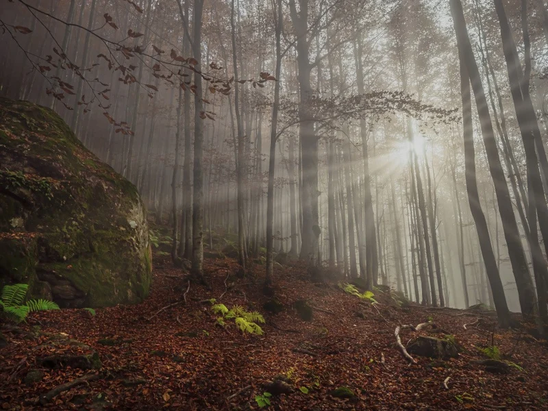 effetto luce e nebbia nel bosco