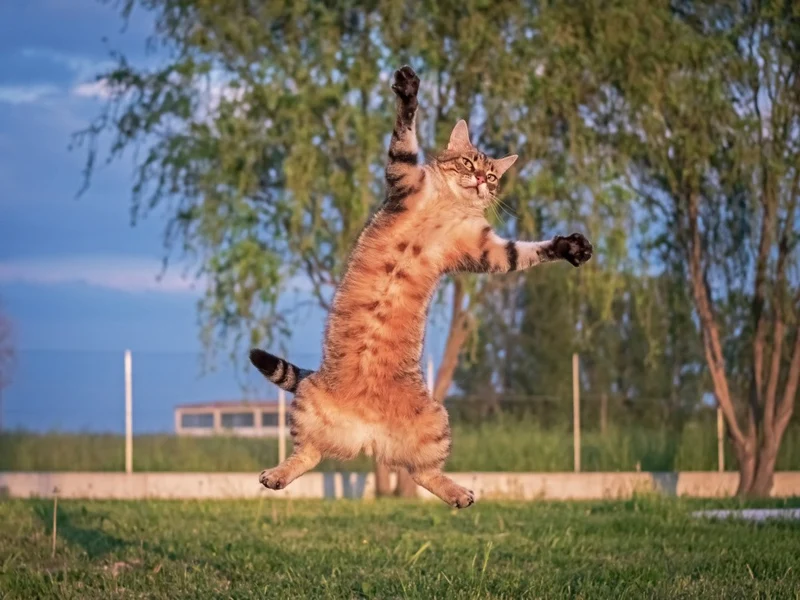 il salto