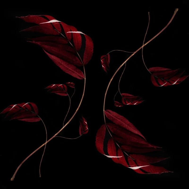 Autumn leaves
